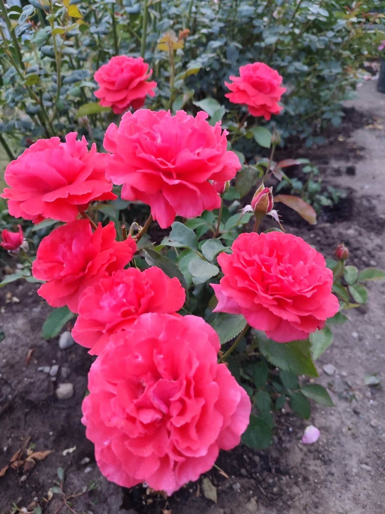 香云 (Fragrant Cloud)